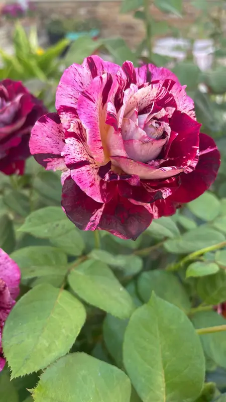 Speckled Rose In Vivid Color