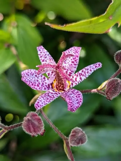 Spotted Flower Fuzzy Buds Close-up