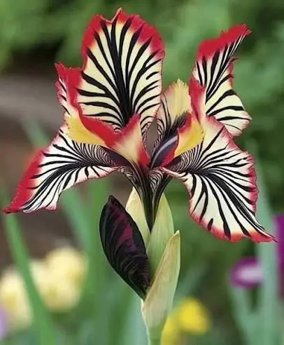 Striking Iris In Full Bloom