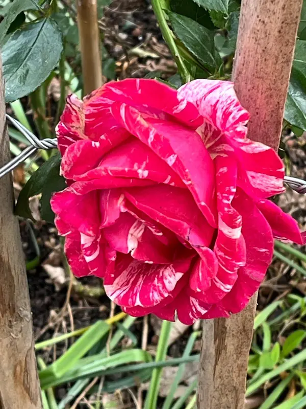 Striking Red And White Rose