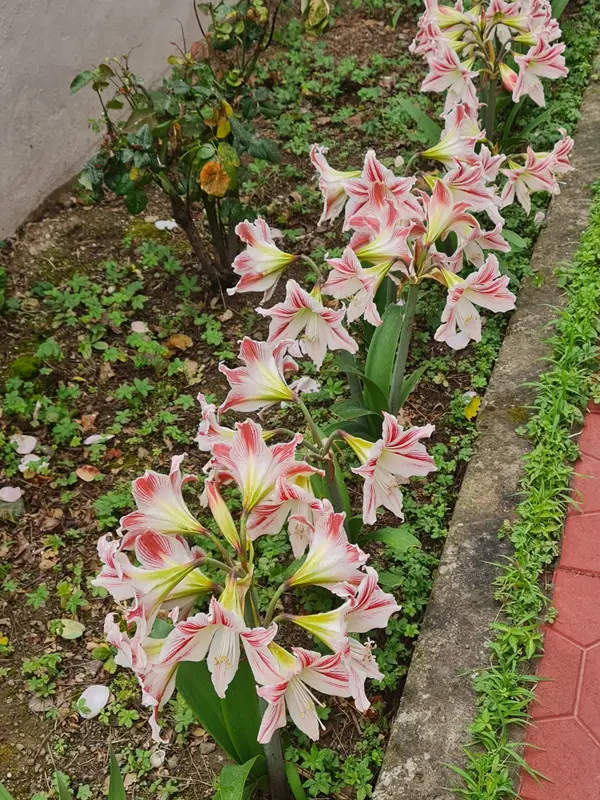 Striped Flowers In A Garden