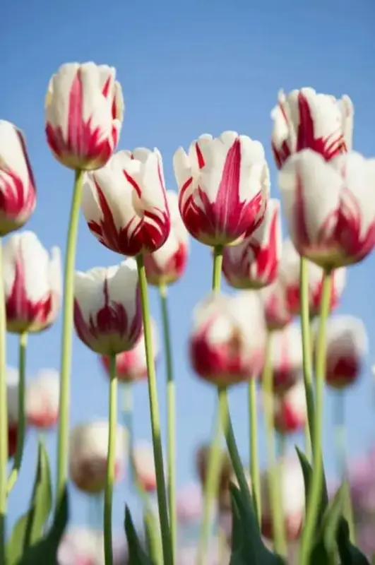 Striped Tulips Against Sky
