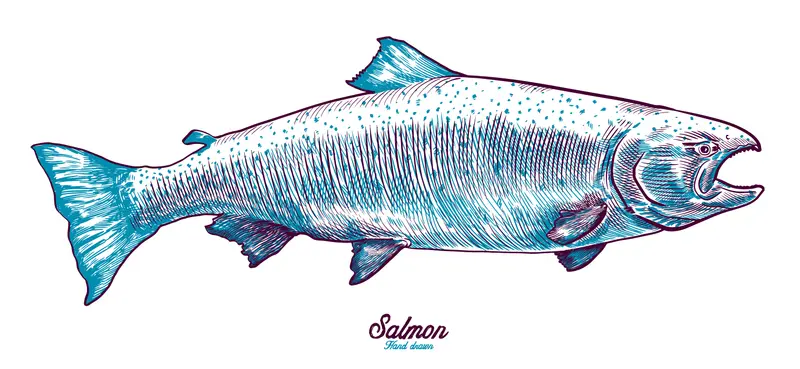 Stylized Salmon Fish Illustration