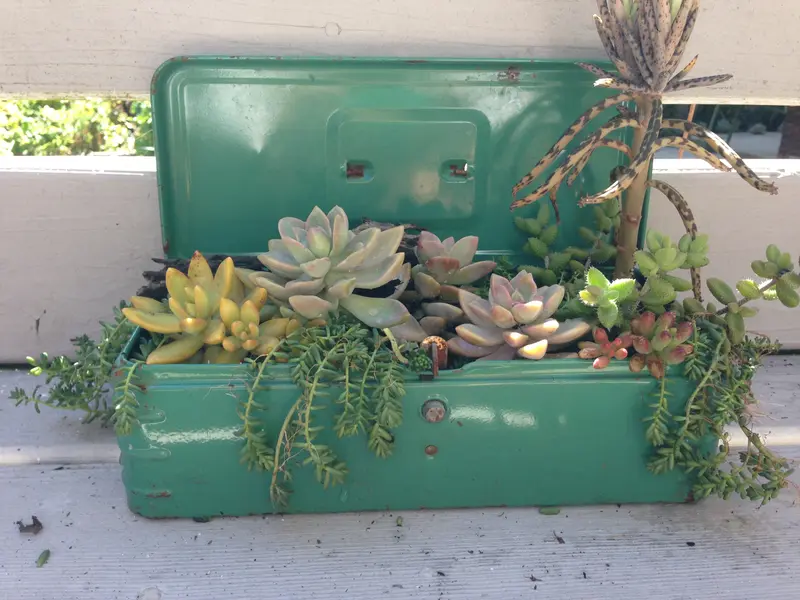 Succulents In Green Toolbox