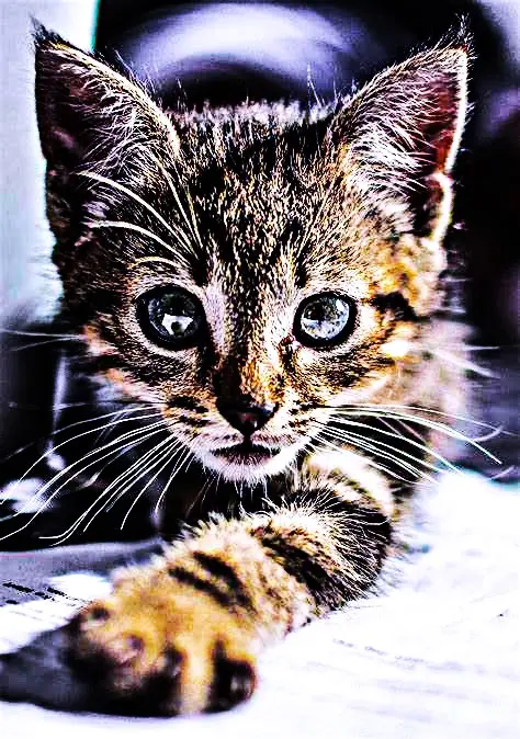 Tabby Kitten Reaching Paw