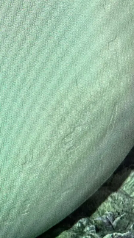 Textured Green Surface Close-up