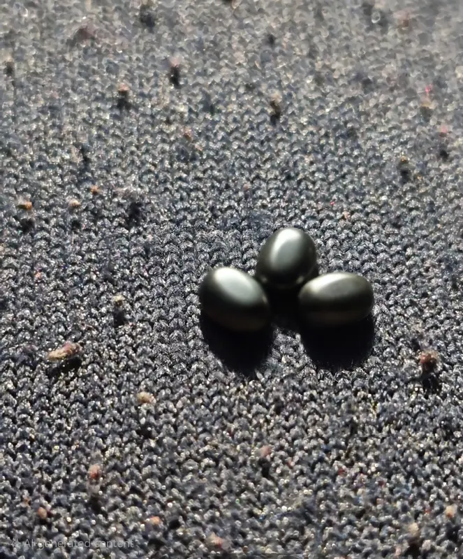 Three Black Seeds On Textile