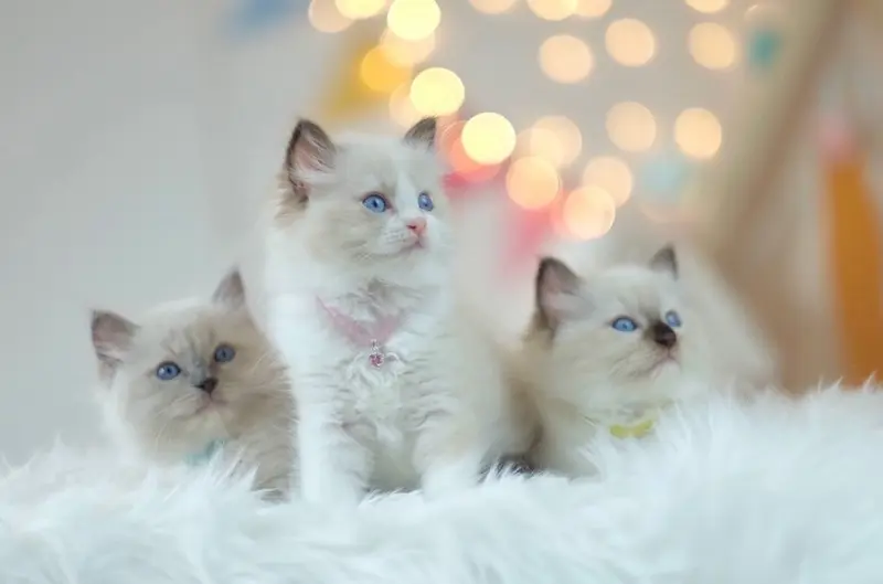 Three Kittens With Bokeh Background