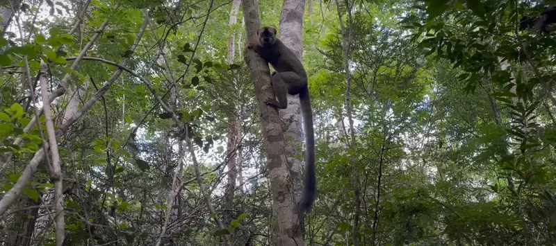 Tree Kangaroo Climbing A Tree