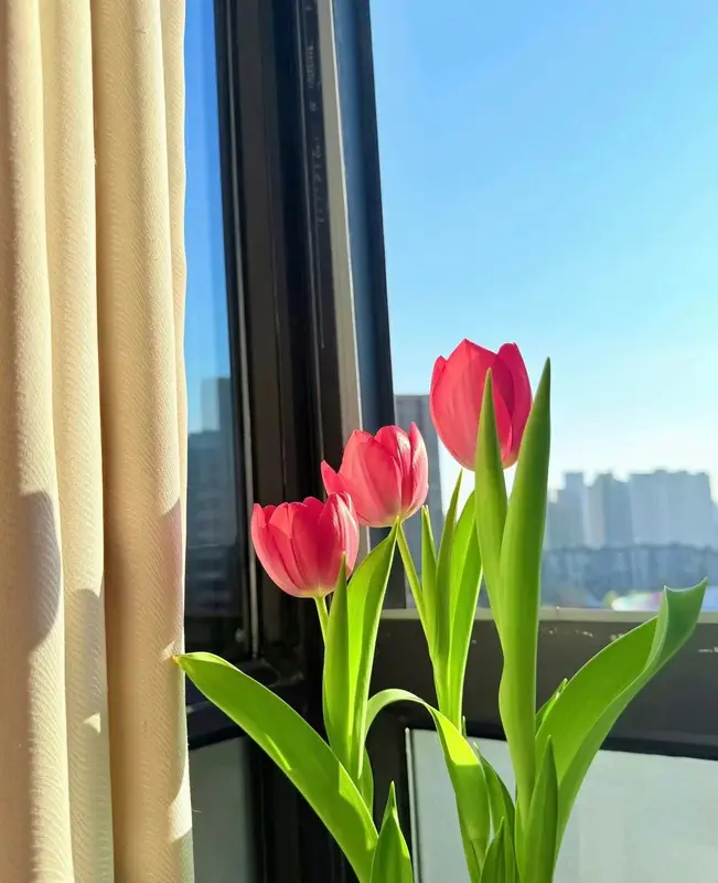 Tulips By The Window