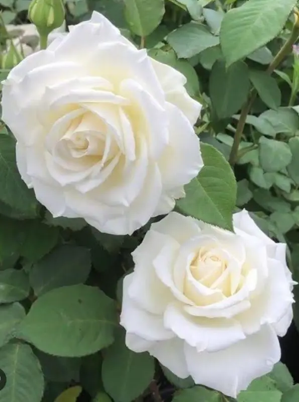 Two White Roses Blooming
