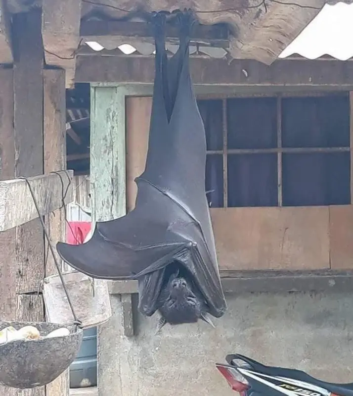 Upside Down Bat Hanging