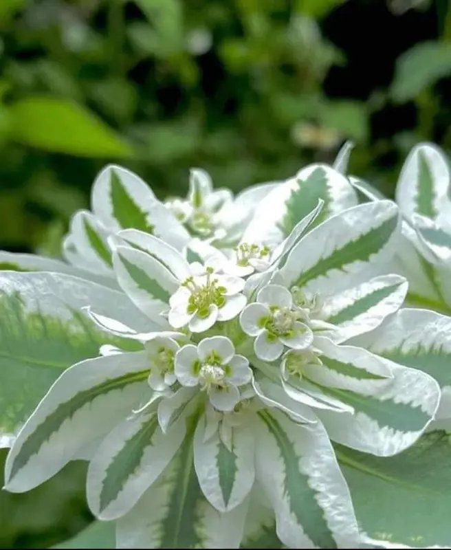 Variegated White Green Bloom