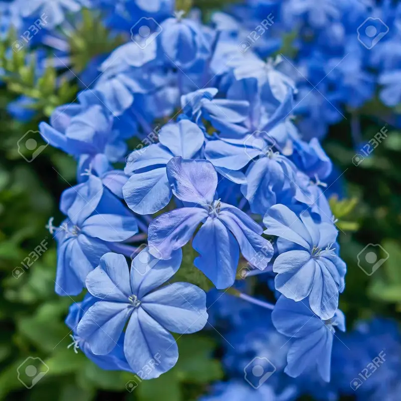 Vibrant Blue Flower Cluster Close-up