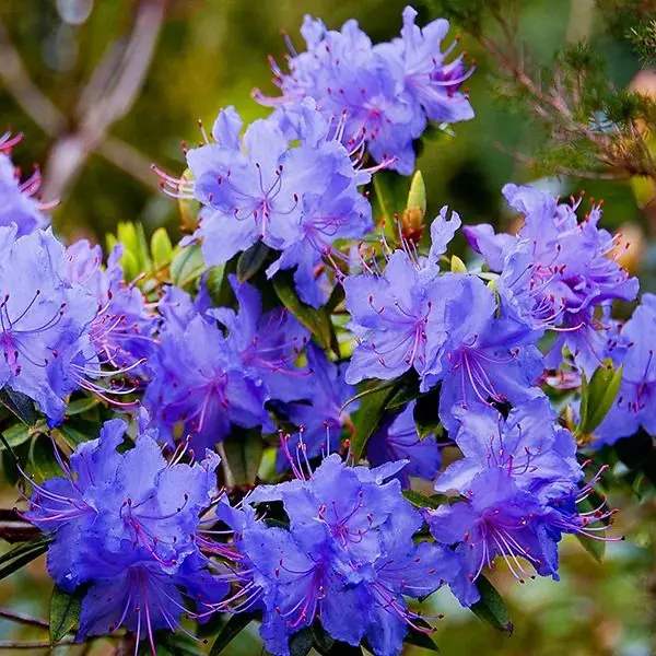 Vibrant Blue Flowers Blooming Close