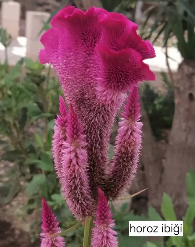 Vibrant Cockscomb Flower Close-up