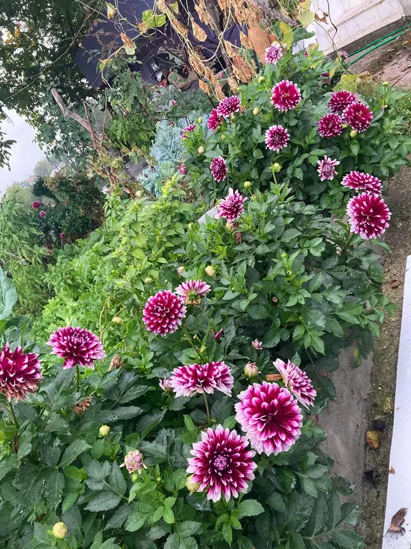 Vibrant Dahlia Garden In Bloom