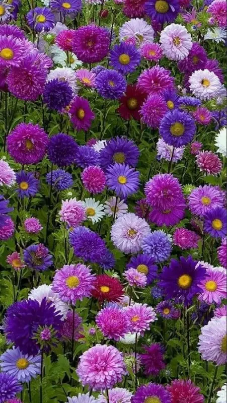 Vibrant Field Of Flowers