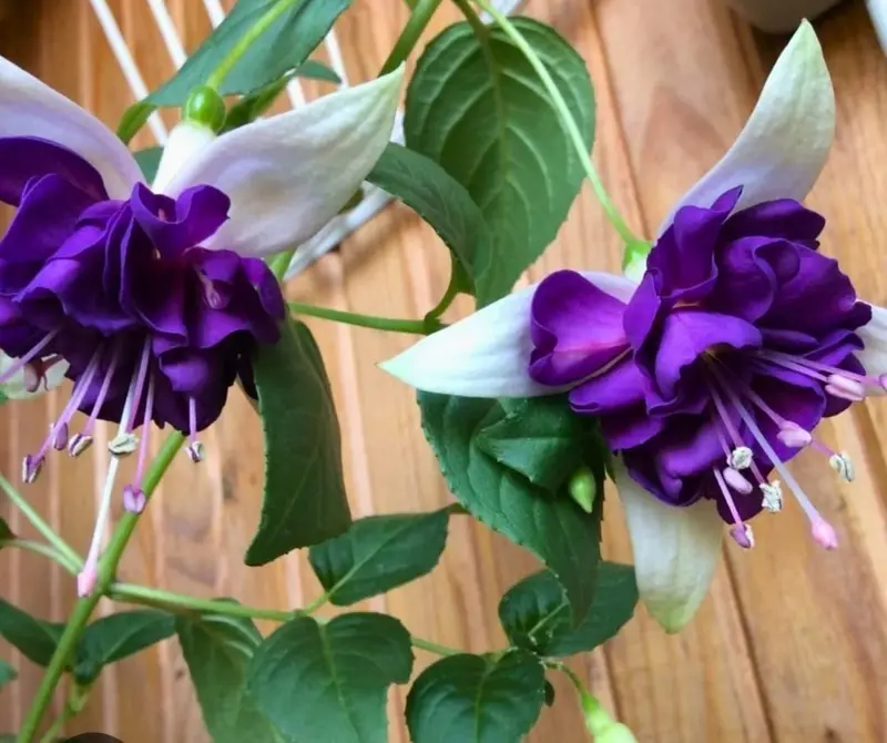 Vibrant Fuchsia Flowers Close-Up