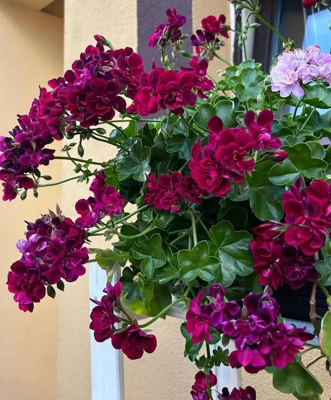 Vibrant Geraniums In Window Box