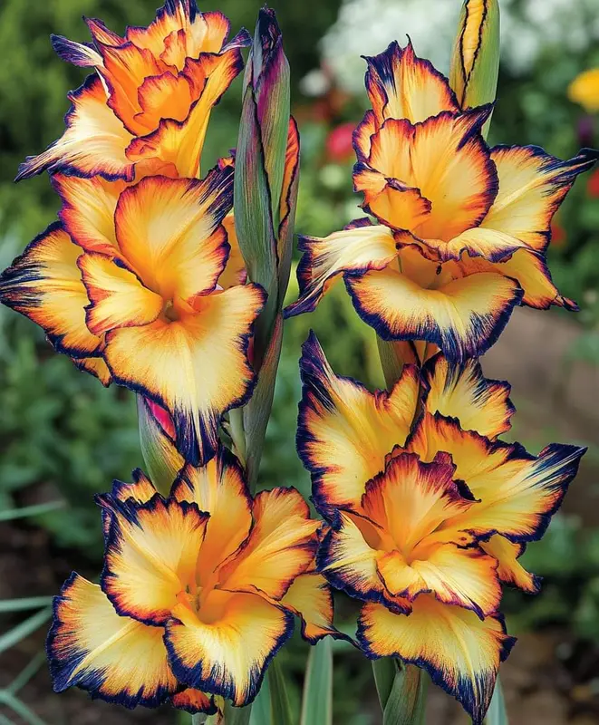 Vibrant Gladiolus With Gradient Edges