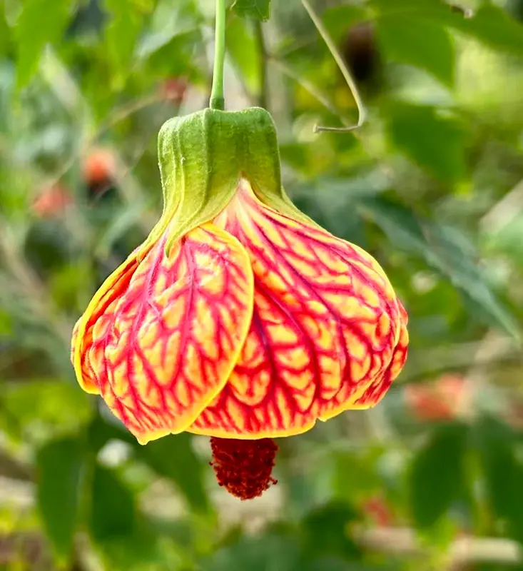 Vibrant Hanging Veined Flower