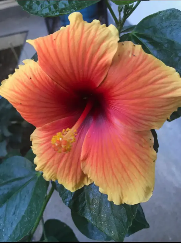 Vibrant Hibiscus Flower In Bloom