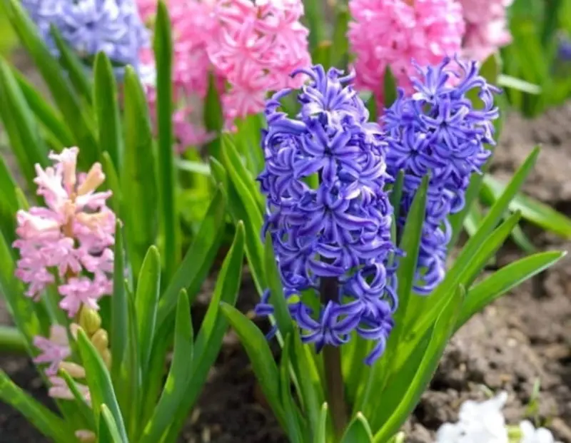 Vibrant Hyacinth Flowers Bloom