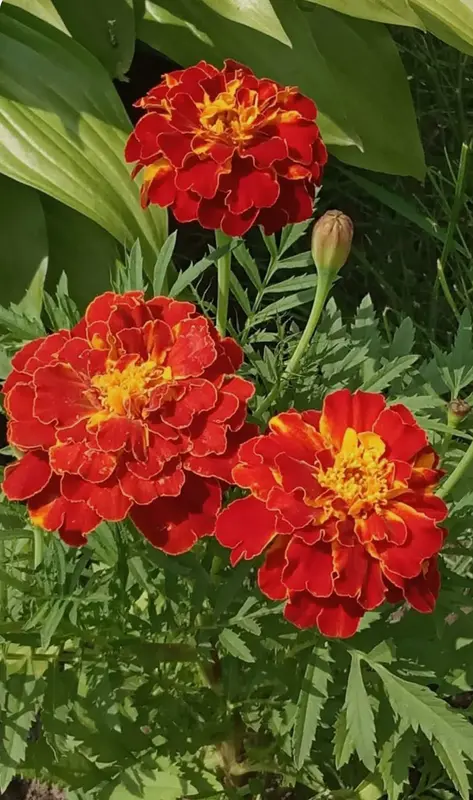 Vibrant Marigold Flowers In Bloom