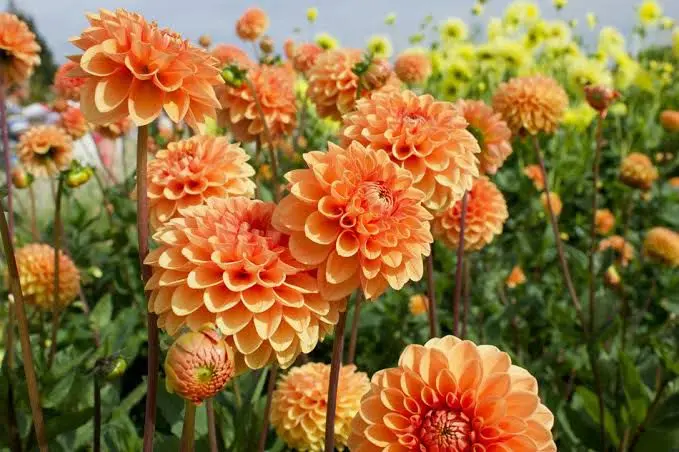 Vibrant Orange Dahlia Flowers