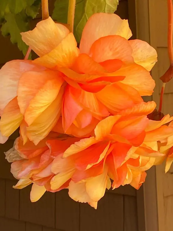 Vibrant Orange Flower Close-Up
