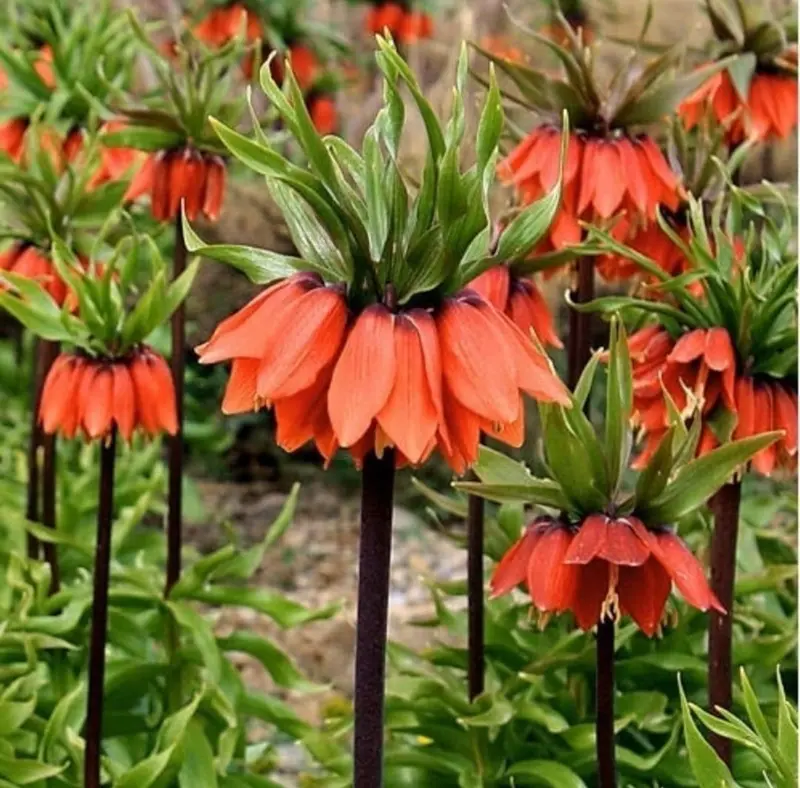 Vibrant Orange Flowers In Bloom