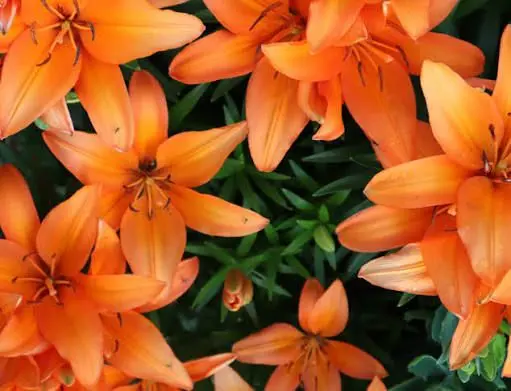 Vibrant Orange Lily Blooms Closeup