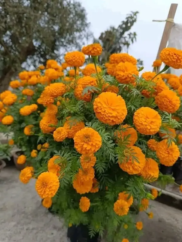 Vibrant Orange Marigold Blossoms