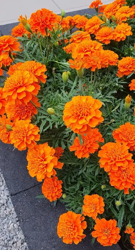 Vibrant Orange Marigolds Up Close