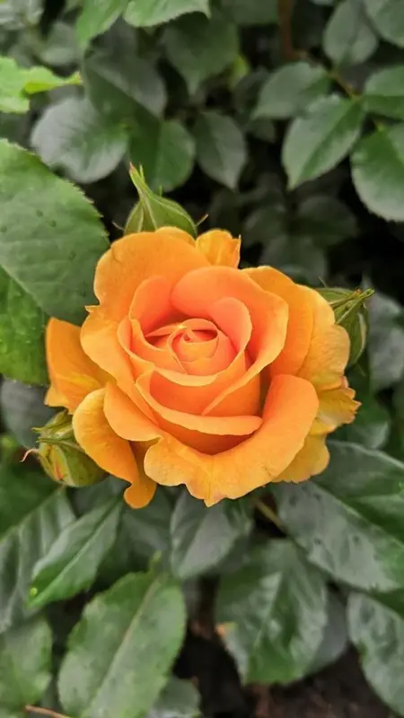 Vibrant Orange Rose Blooms Close
