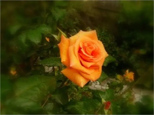 Vibrant Orange Rose In Bloom