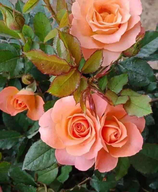 Vibrant Orange Roses Bouquet