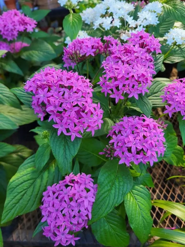 Vibrant Pink and White Flowers
