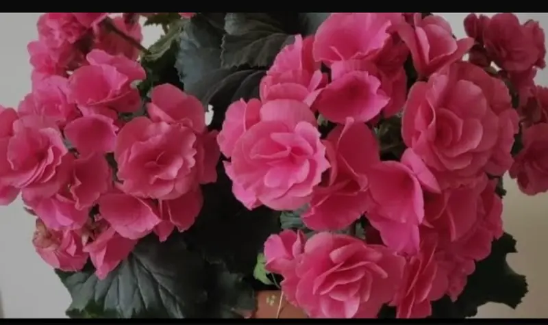 Vibrant Pink Begonia Flower Cluster
