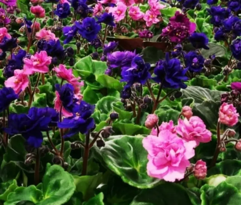 Vibrant Pink Blue African Violets