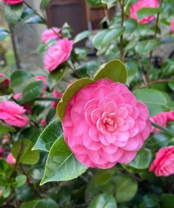 Vibrant Pink Camellia Bloom Closeup