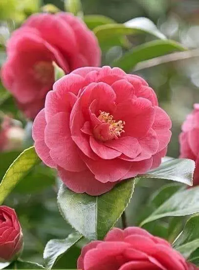 Vibrant Pink Camellia Flower Closeup