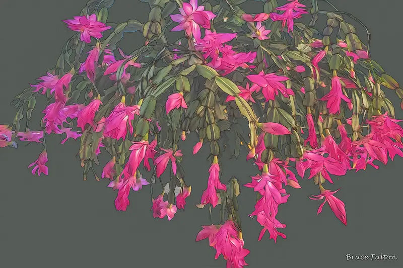 Vibrant Pink Cascading Cactus Blooms