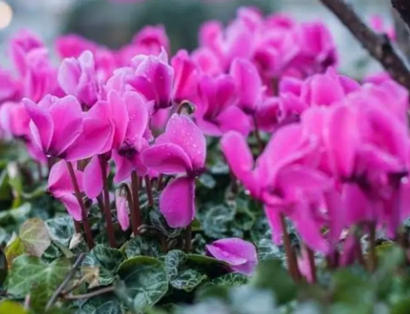 Vibrant Pink Cyclamen Flowers Close-up