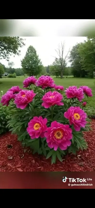Vibrant Pink Flowers Outdoors