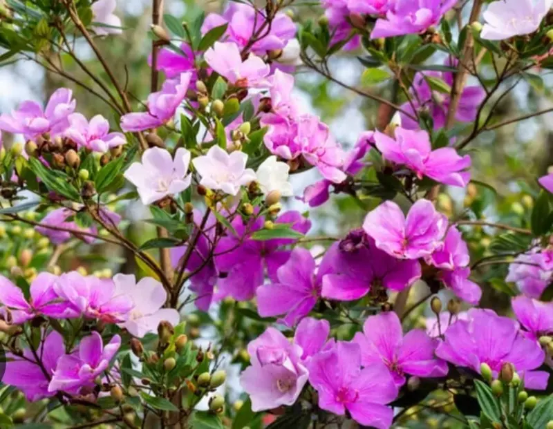 Vibrant Pink Purple Blossoms