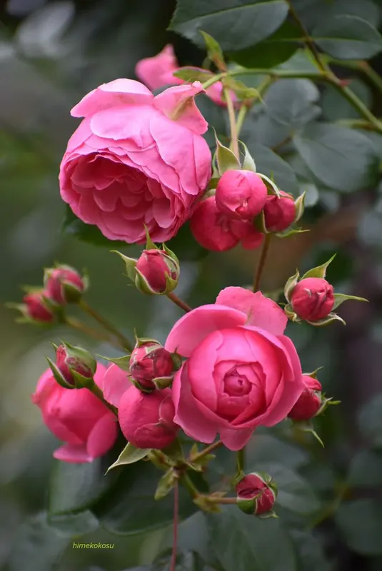 Vibrant Pink Rose Cluster Bloom