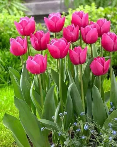 Vibrant Pink Tulips Blooming Outdoors