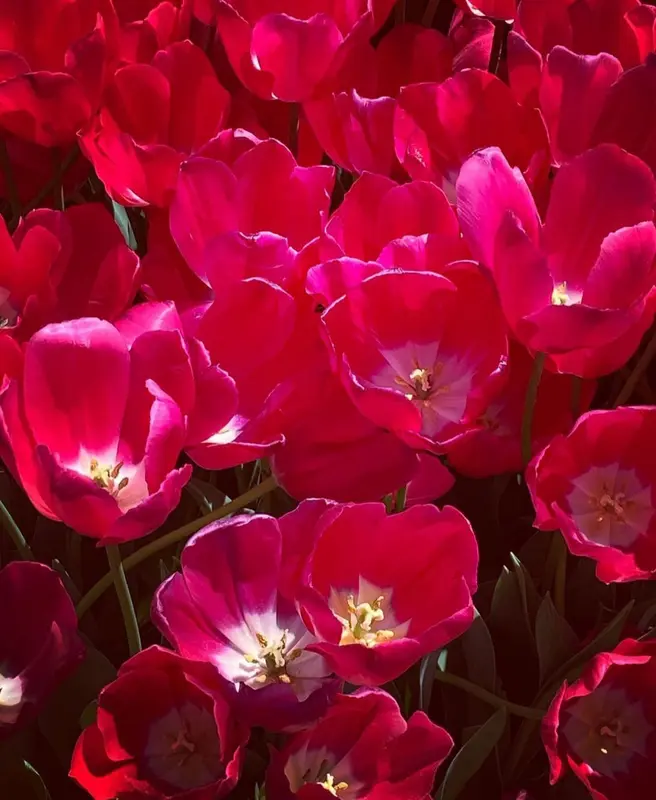 Vibrant Pink Tulips Close Up